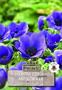 Anemone Mr. Fokker