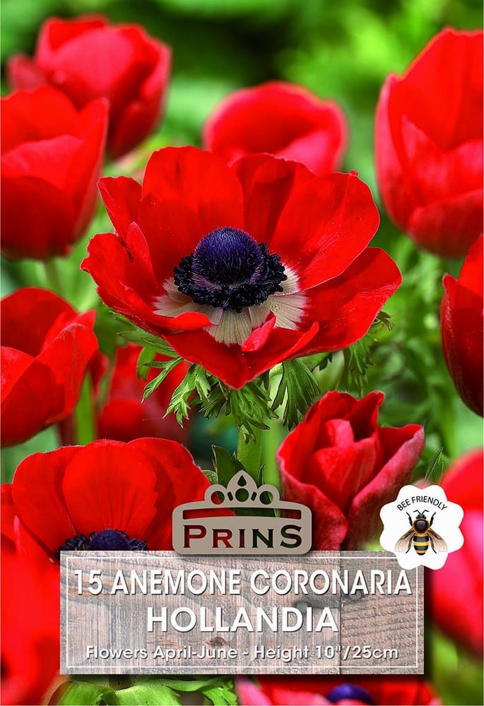 Anemone Hollandia