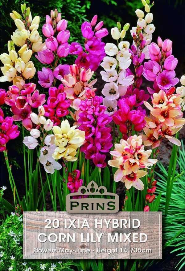 Ixia Corn Lily Mixed