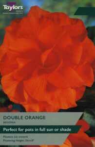 3 Begonia Orange Double