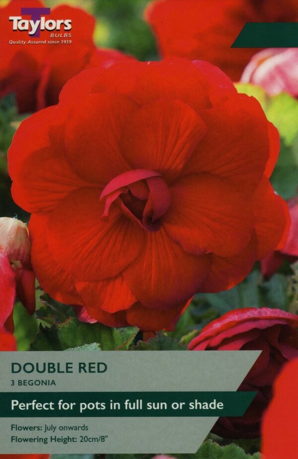 3 Begonia Red Double