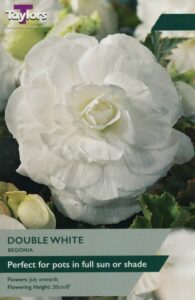 3 Begonia White Double
