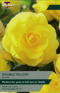 3 Begonia Yellow Double