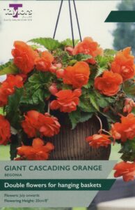 3 Begonia Orange Giant Cascading