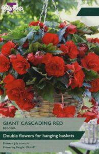 3 Begonia Red Giant Cascading