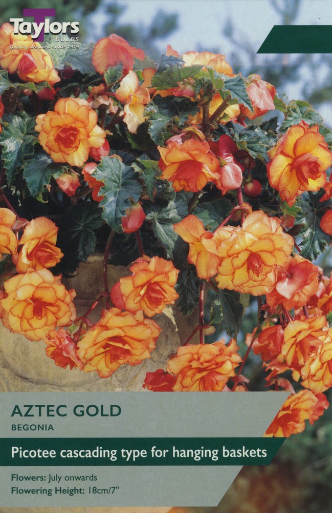 2 Begonia Aztec Gold