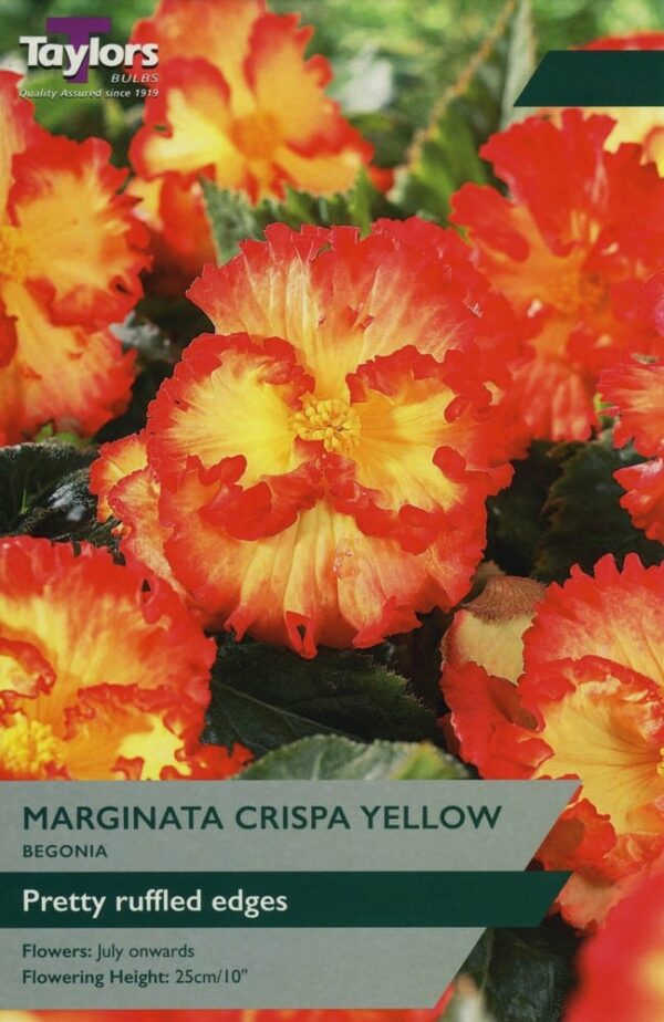 3 Begonia Marginata Crispa Yellow