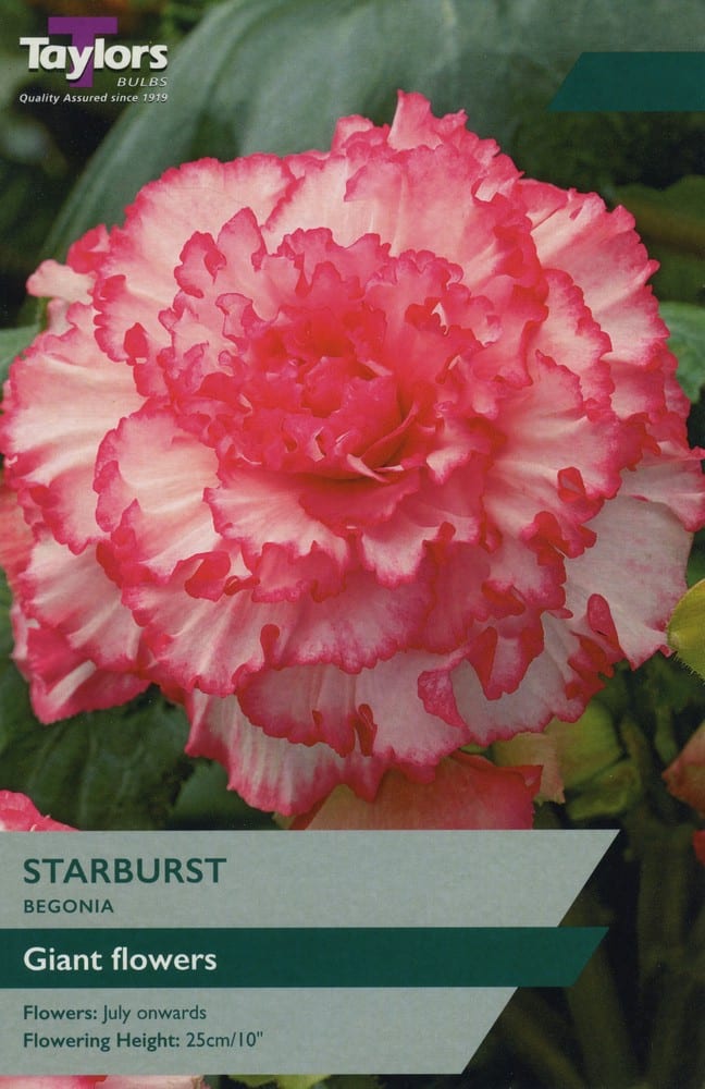 2 Begonia Starburst