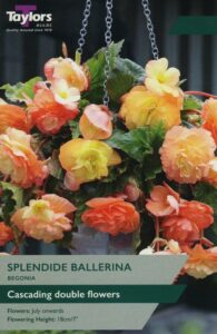 2 Begonia Splendide Ballerina