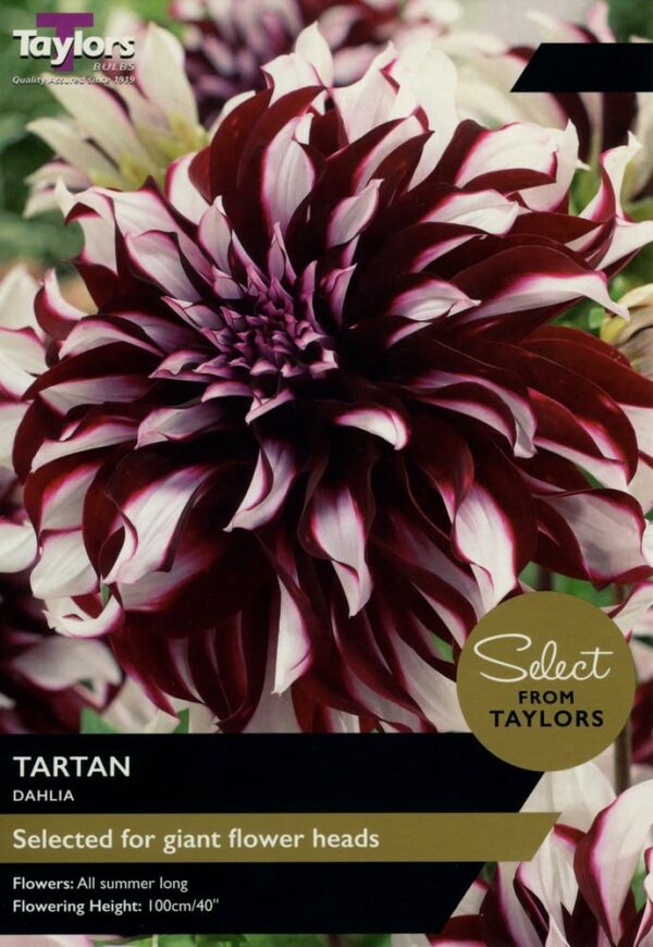 2 Dahlia Tartan