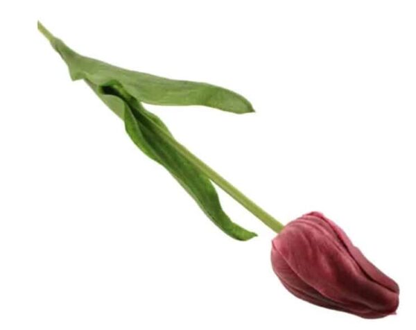 Pink Tulip