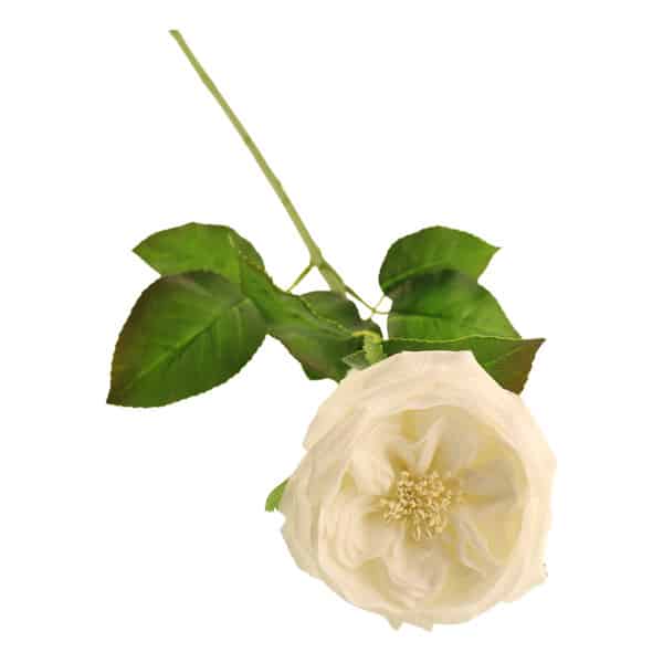 White Provence Rose Single