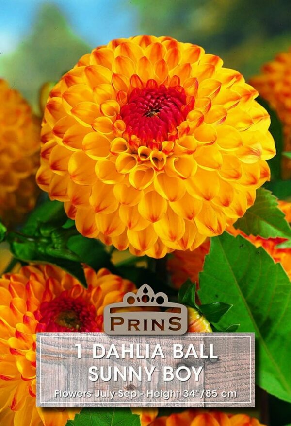 Dahlia ball Sunny Boy