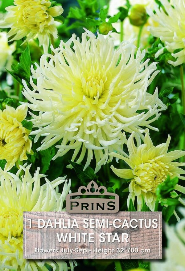 Dahlia semi-cactus White Star