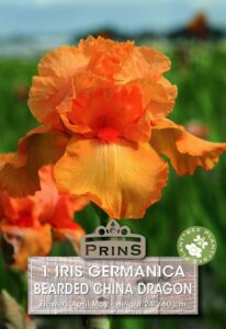 Perennial Iris Germanica Bearded China Dragon