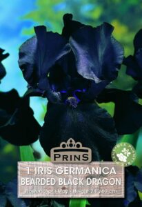 Perennial Iris Germanica Bearded Black Dragon