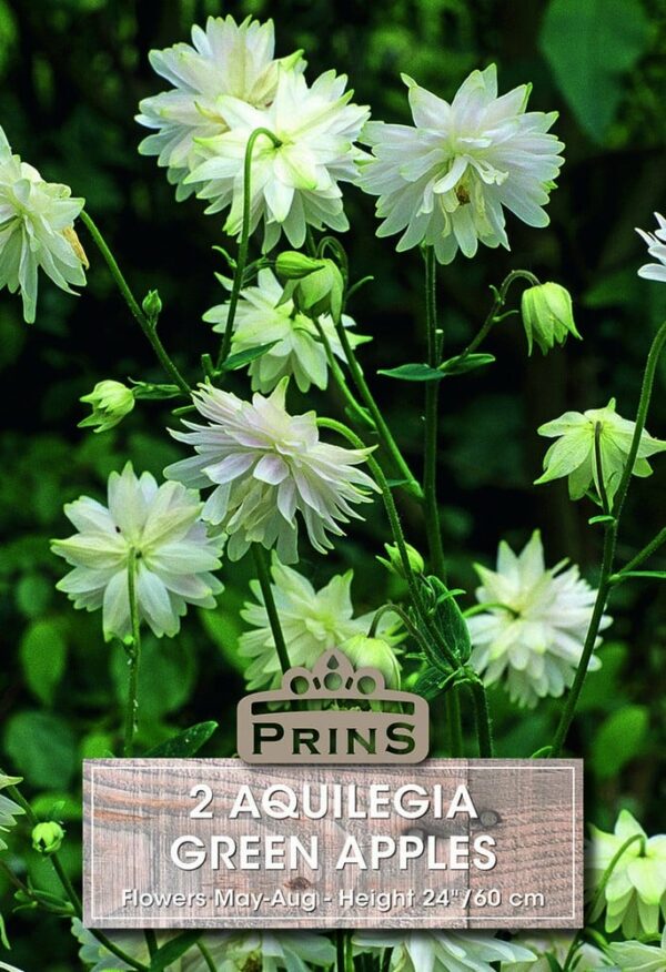 Perennials Aquilegia Green Apples