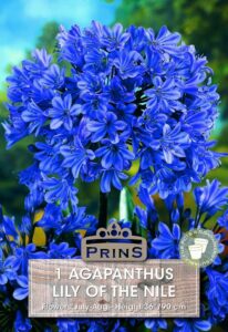 Agapanthus Blue Lily of The Nile