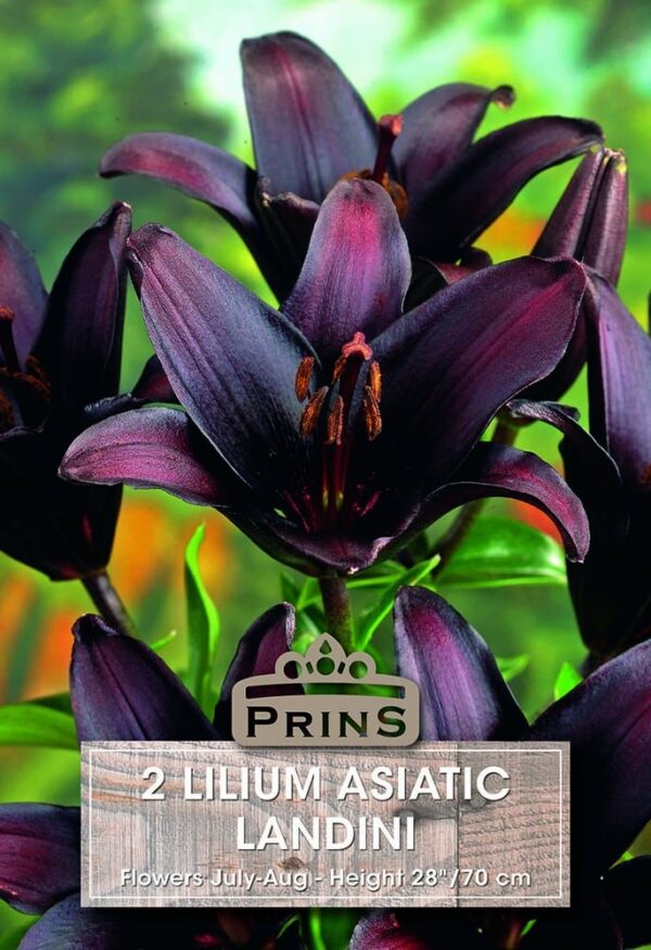 Lilium asiatic Landini