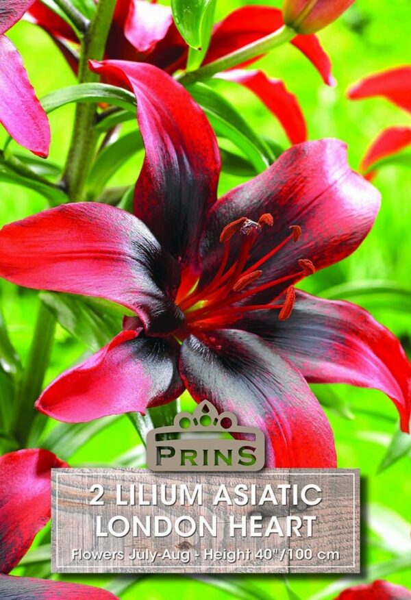 Lilium asiatic London Heart
