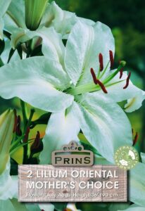 Lilium oriental Mother's Choice