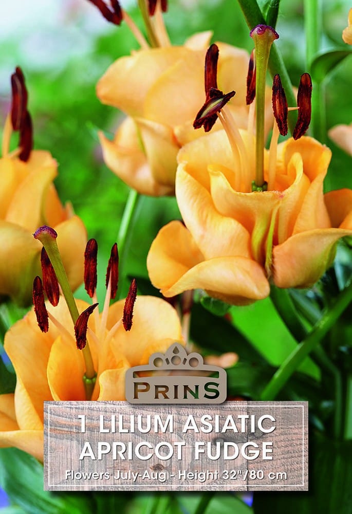 Lilium asiatic Apricot Fudge