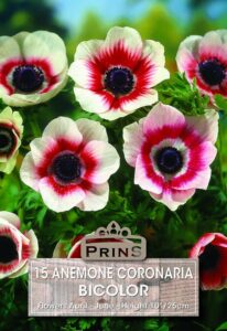 Anemone Bicolour