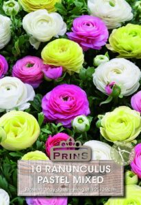 Ranunculus Pastel Mixed