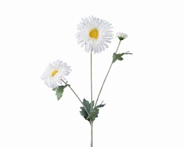 Daisy On Stem