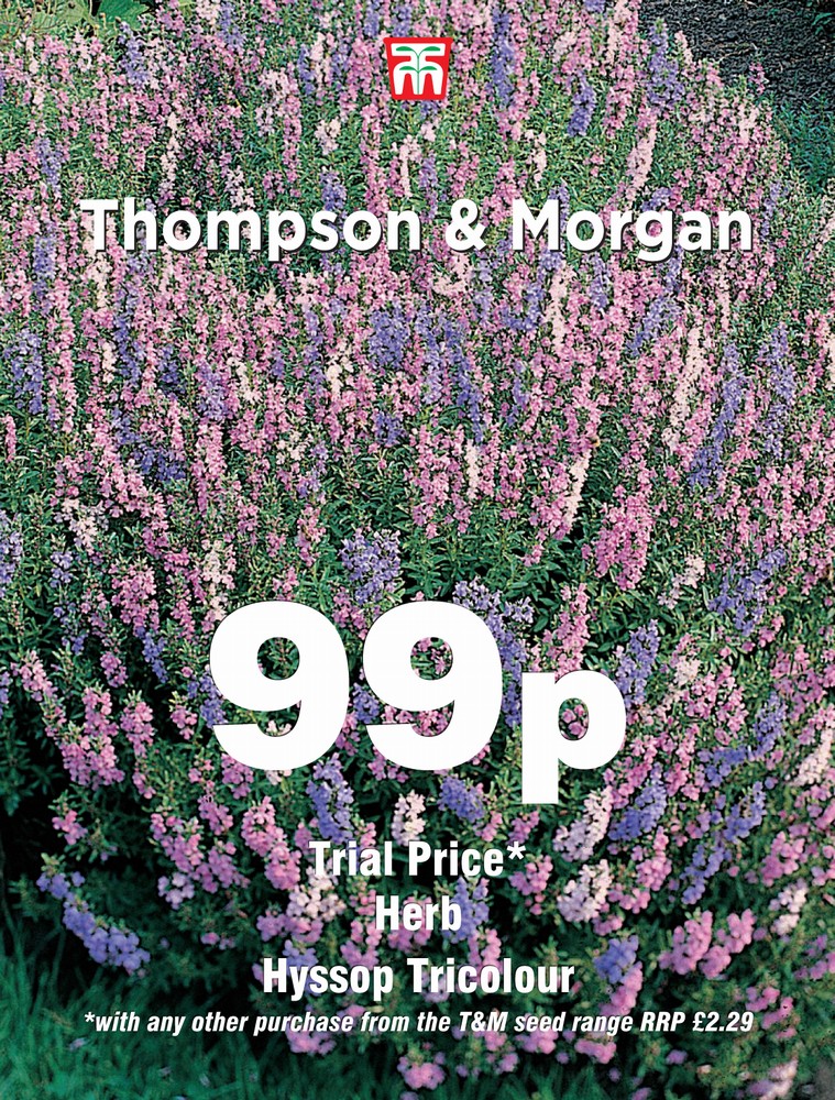 Herb Hyssop Tricolour