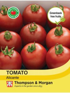 Tomato Alicante