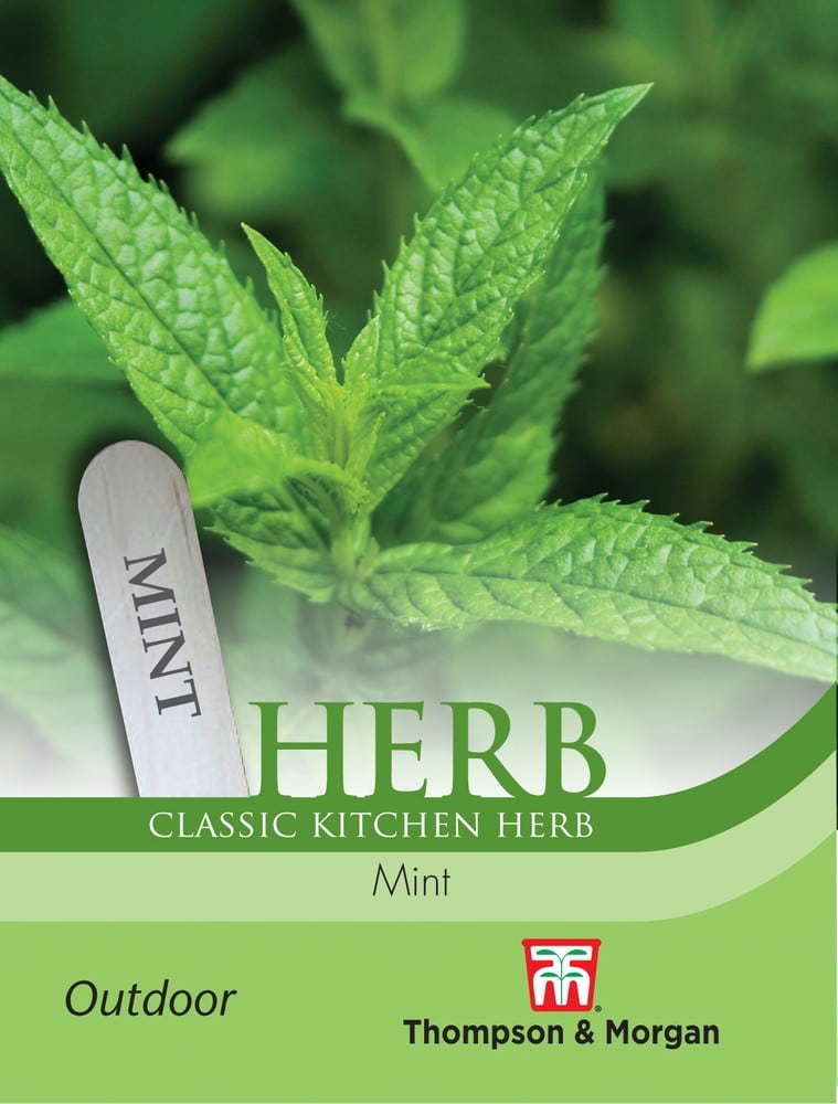 Herb Mint (Peppermint)