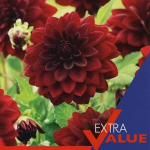 2 Dahlia Arabian Night