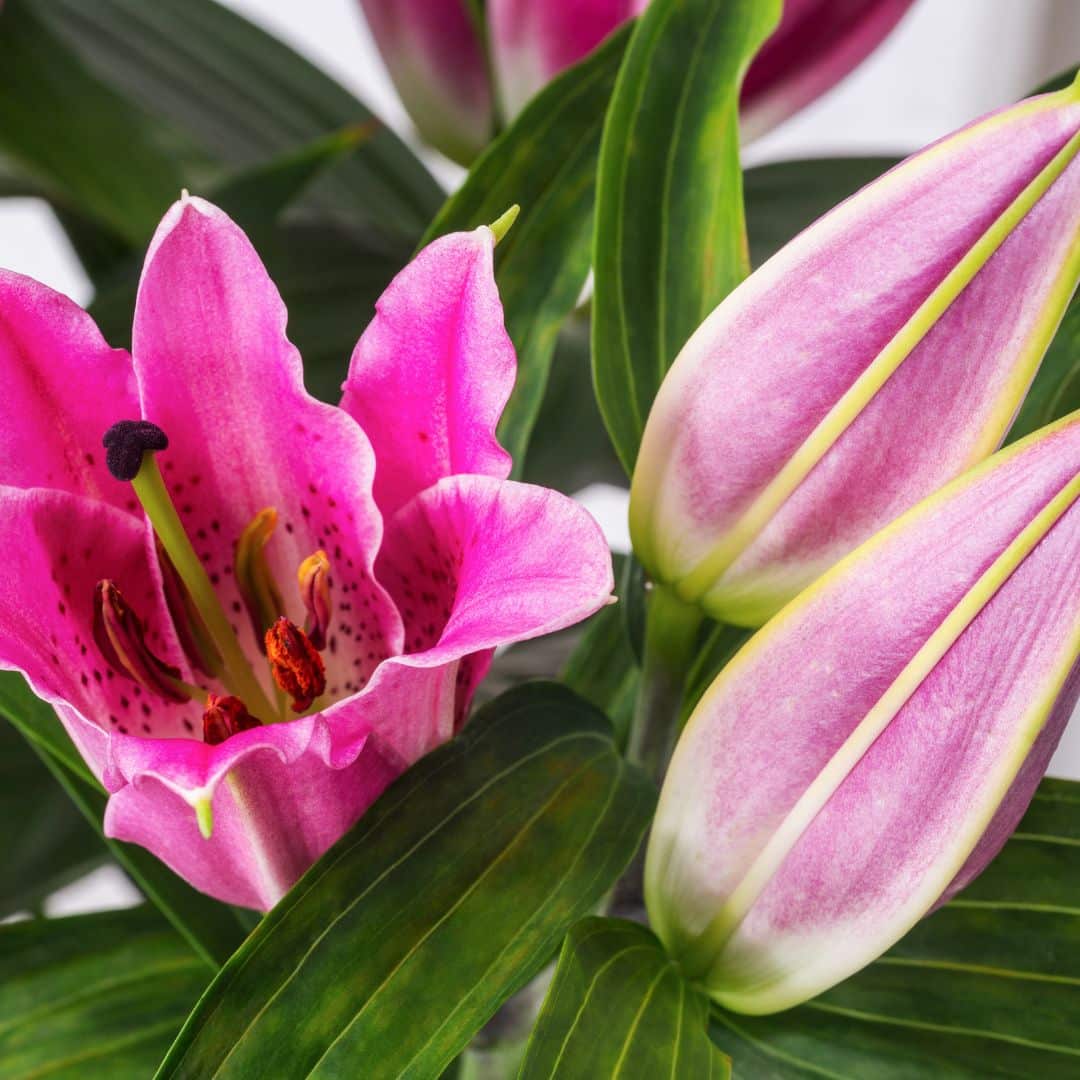 Summer Flowering Bulbs - Gordon Rigg