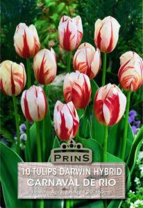 Tulips Darwin Carnaval De Rio