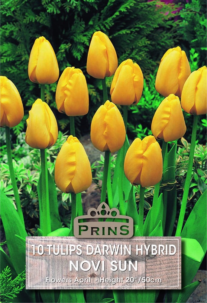 Tulips Darwin Novi Sun