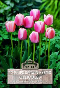 Tulips Darwin Ollioules