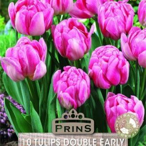 Tulips Double Early Foxtrot