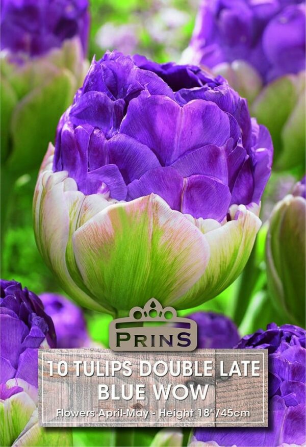 Tulips Blue Wow