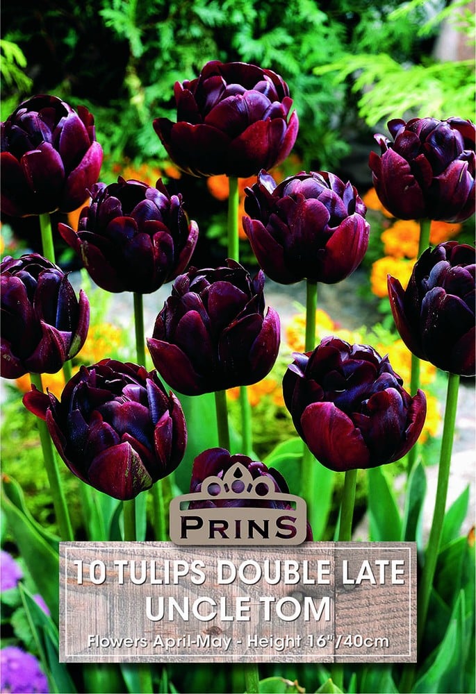 Tulips Double Special Uncle Tom