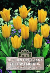 Tulips Fosteriana Yellow Emperor