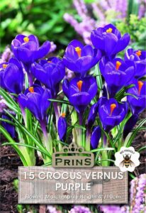 Crocus Purple