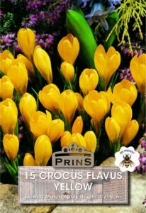 Crocus Yellow