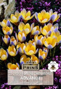Crocus Species Advance