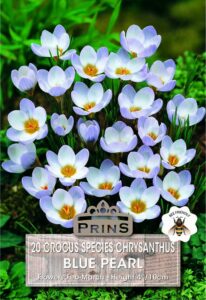 Crocus Species Blue Pearl