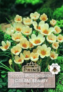 Crocus Species Cream Beauty
