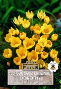 Crocus Species Dorothy