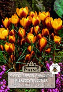 Crocus Species Fuscotinctus