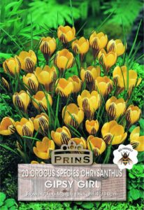 Crocus Species Gipsy Girl