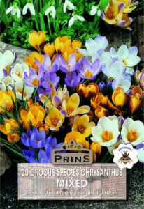 Crocus Species Mixed